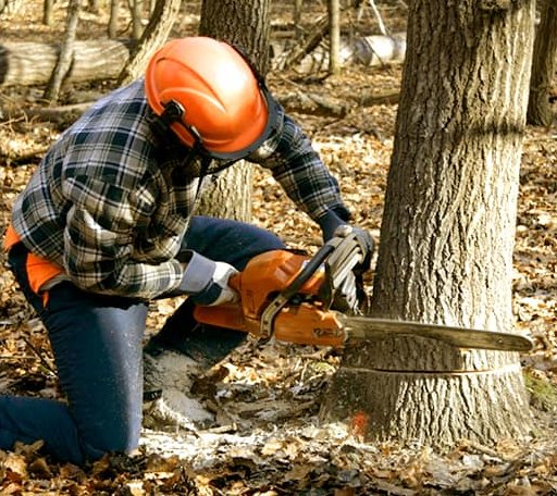 Tree Removal in Oak Ridge, LA